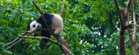 熊猫为什么是国宝 熊猫为什么会成为国宝